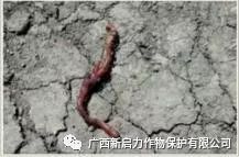 我们不止有蚯蚓，更有独特养殖技术——揭秘高效蚯蚓养殖的奥秘