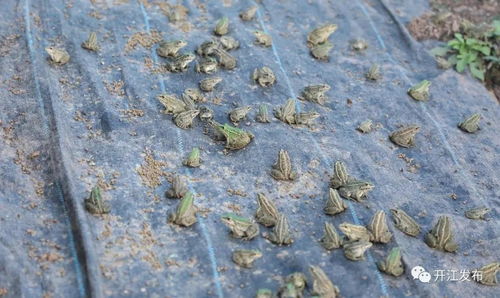 四川开江 孙家沟村的水产养殖,打开了致富之门